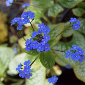 Brunnera macrophylla 'Looking Glass'PBR ---